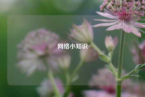 网络小知识
