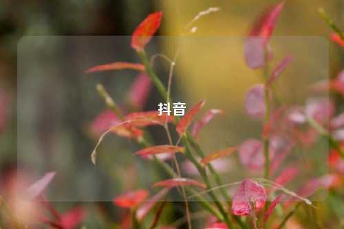 抖音